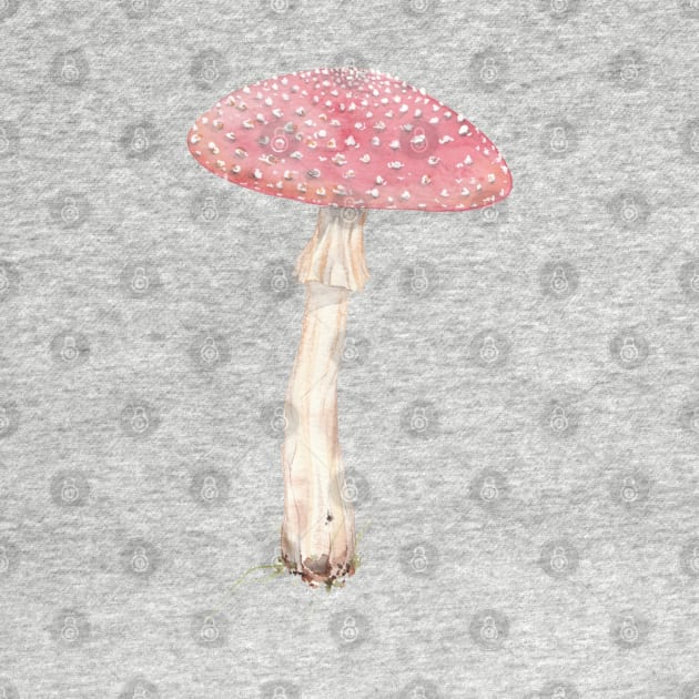 Amanita muacaria (fly Agaric mushroom) by JJacobs